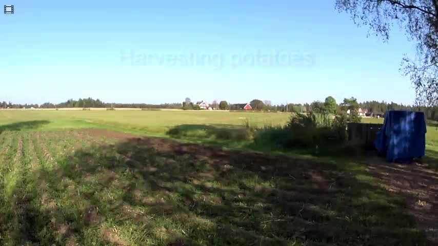 Harvesting potatoes