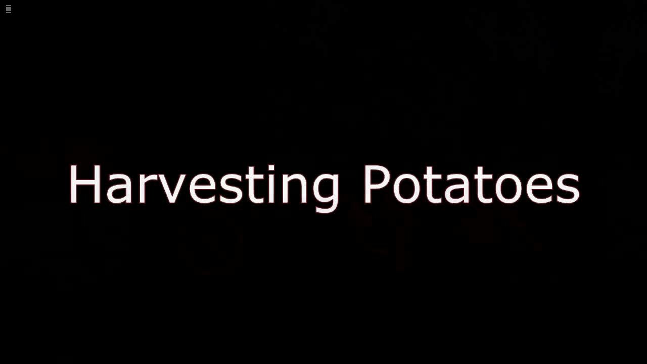 Harvesting Potatoes